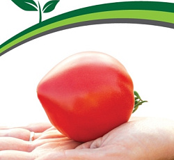 Томат Папина дочка F1