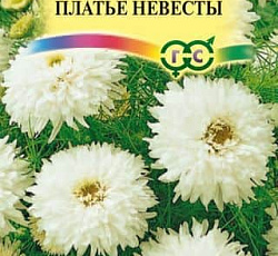 Хризантема Платье Невесты (махровая)