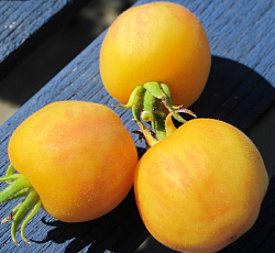 Томат Персик