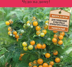 Томат Оранжевая шапочка