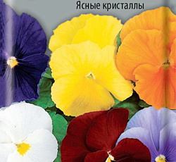 Анютины глазки Ясные кристаллы