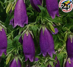 Колокольчик Дионис