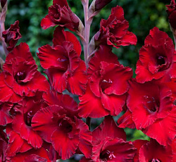 Гладиолус (гофрированный) - Велвет Расберри