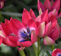 Тюльпан (Ботанический) - Литтл Бьюти