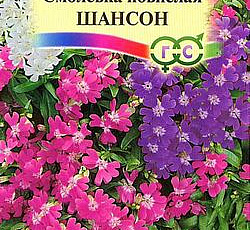 Смолевка повислая Шансон