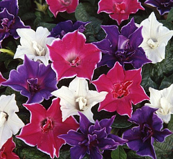 Ипомея Кикио-заки (смесь)