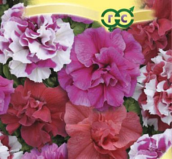 Петуния махровая многоцветковая Бонанза F1