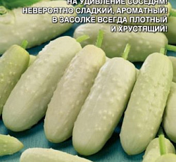 Огурец Белый сахар F1
