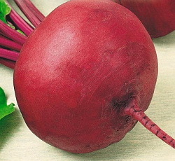 Свекла Несравненная А 463