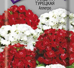 Гвоздика турецкая Аллегро