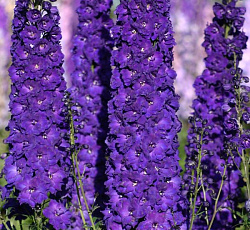 Дельфиниум супермахровый Новозеландский гигант ультрафиолет