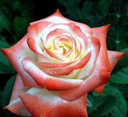 Роза (чайно-гибридная) - Императрица Фара