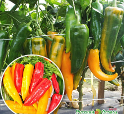 Перец сладкий Бивни мамонта F1 Русский размер