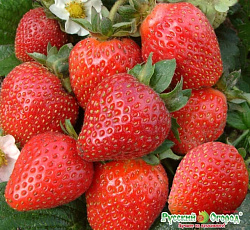Клубника ремонтантная Фреска F1 (земляника)