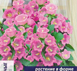Колокольчик Эппил средний Розовый F1