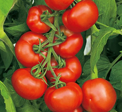 Томат Синьора F1