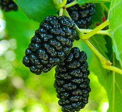 Шелковица черная - Нигра