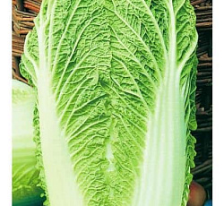 Капуста пекинская Ника F1