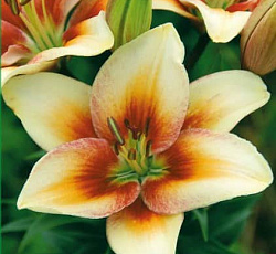 Лилия (азиатская) - Тинос