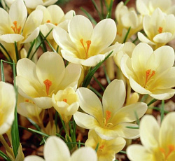 Крокус (ботанический) - Крим Бьюти