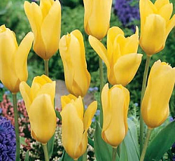 Тюльпан (Фостера) - Еллоу Эмпресс