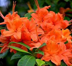 Азалия (японская) - Гейша Ориндж