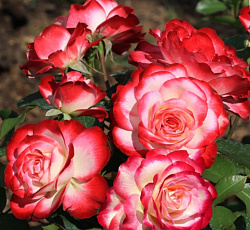 Роза (флорибунда) - Жюбиле дю Принц де Монако