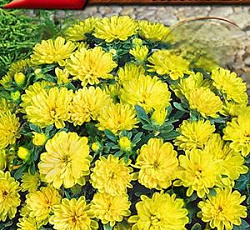 Астра Пиноккио Золотистая