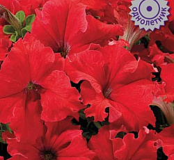 Петуния грандифлора Аладдин Красная