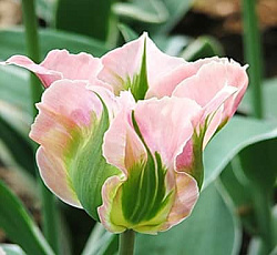 Тюльпан (Зеленоцветный) - Чайна Таун