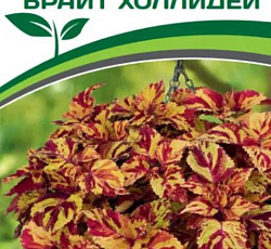Колеус крупнолистный Брайт Холлидей