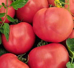 Томат Русский царь F1