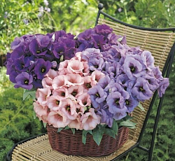 Эустома (лизиантус) горшечная Флорида F1 смесь