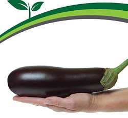 Баклажан Хулиган F1