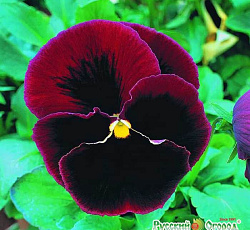 Анютины глазки F2 Ампир Русский размер