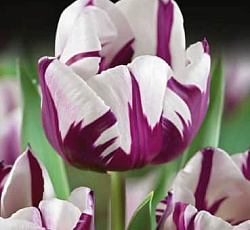 Тюльпан (Триумф) - Зурел (Люкс)