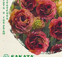 Эустома (лизиантус) Розалина Шоколадный мусс F1