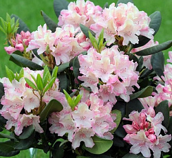 Рододендрон каролинский Хрустальный принц