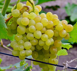 Виноград (бессемянный) - Кишмиш №342