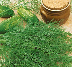 Укроп Фейерверк