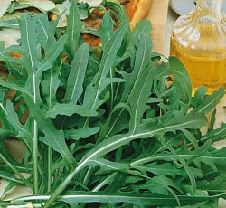 Руккола дикая Стрелы купидона (индау, двурядник)