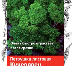 Петрушка листовая Кучерявец