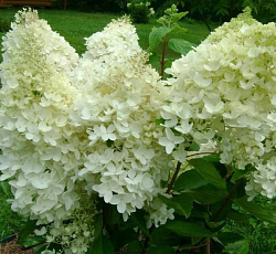 Гортензия (метельчатая) - Селекшен