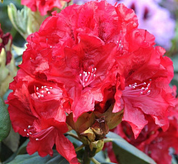 Рододендрон (гибридный) - Владислав Ягайло (Люкс)