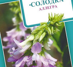 Солодка Аллегра