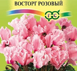 Цикламен Бахромчатый Восторг розовый