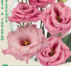 Эустома (лизиантус) Алисса роза F1 (крупноцветковая)