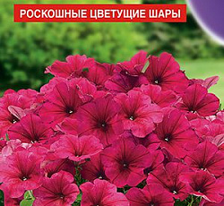 Петуния Мамбо бургунди F1 (многоцветковая)