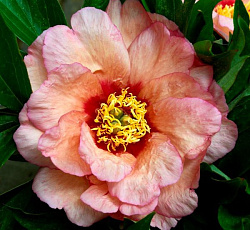 Пион (ИТО-гибрид) - Кэллис Мемори (о)