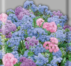 Агератум Дондо смесь